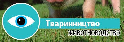 Тваринництво