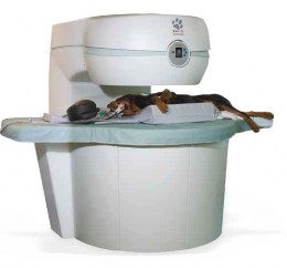 vet-mr-grande-1